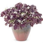 Charmed™ Wine Oxalis